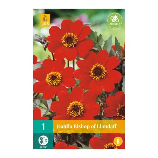 Dahlia knol Bishop of Llandaff (zakje van 1 stuk)